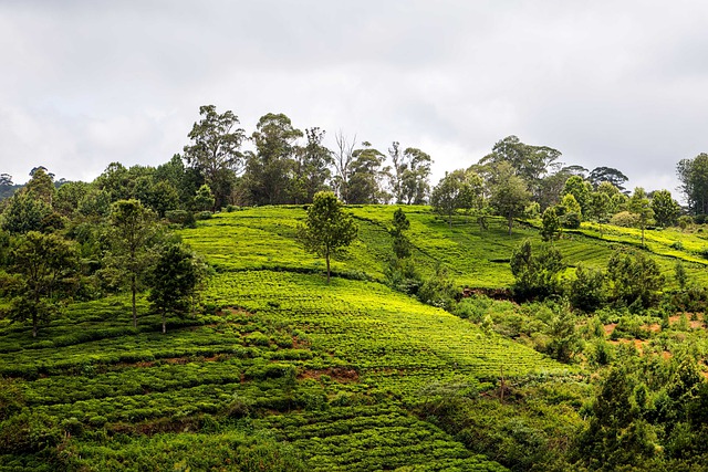 Coonoor