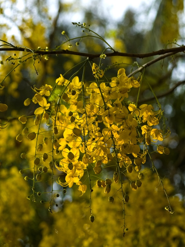 Popular Festivals In Kerala